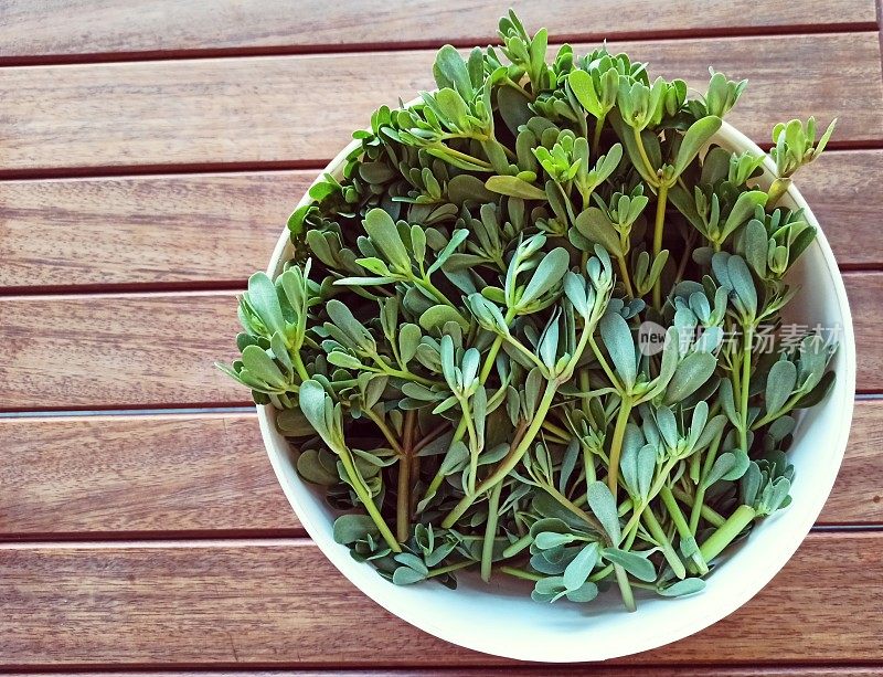 野生马齿苋植物杯在bodrum mugla火鸡